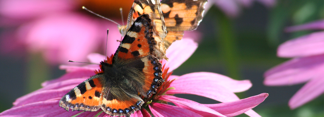 Blume mit Schmetterling